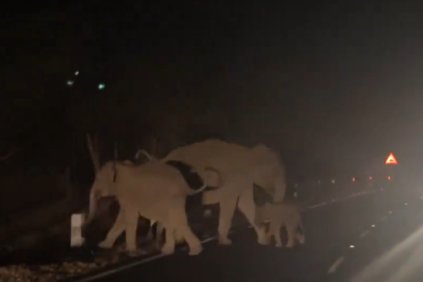 Supriya Sahu explains true story of struggles of life in the wild