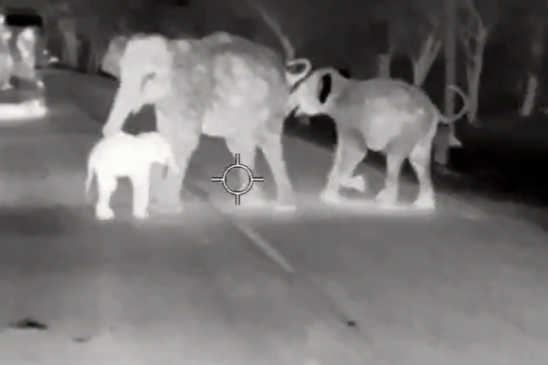 Supriya Sahu explains true story of struggles of life in the wild