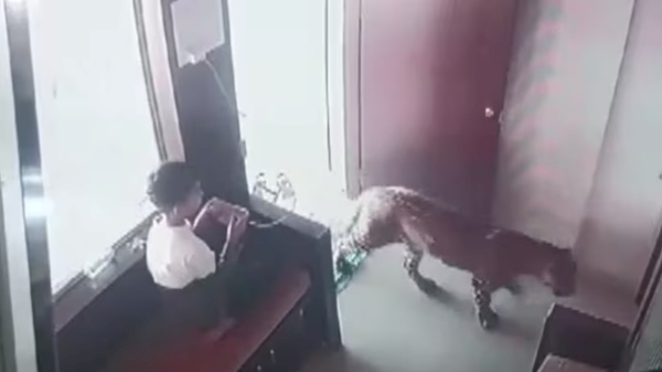 CCTV shows how Maharashtra s Malegaon boy 12 calmly handled leopard situation Good Decision