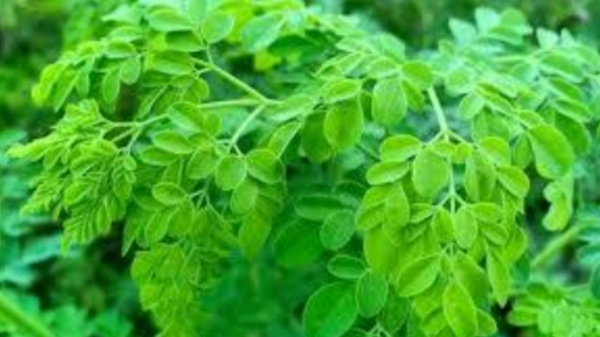 Fantastic Medicinal Uses of Drumstick Leaves and How to prepare the Amazing Drumstick Murungai Keerai Podi Fantastic Medicinal Uses of Drumstick Leaves and How to prepare the Amazing Drumstick Murungai Keerai Podi