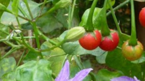 Good Medicinal Uses of Thoothuvalai Fruits and Solanum Trilobatum alice Thoothuvalai Flower is the for Lungs