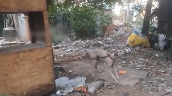 Puducherry Girl death case Girl s pet dog not eating anything as girl is no more