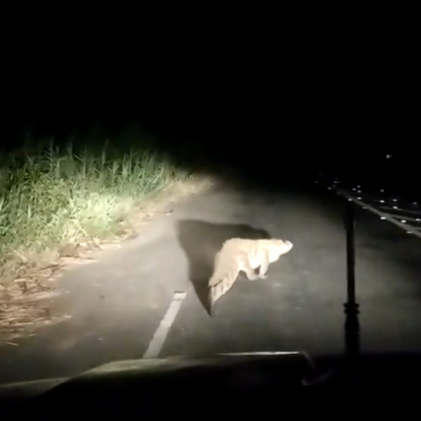 Big Crocodile was seen in the Tiruppur Road and Major requests about crocodile found in Tirupur Udumalaipettai Road
