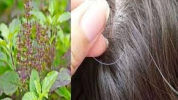 Amazing Health Tips for Dry Hair and Do you know the Coconut Milk is the Super Medicine for Hair Growth