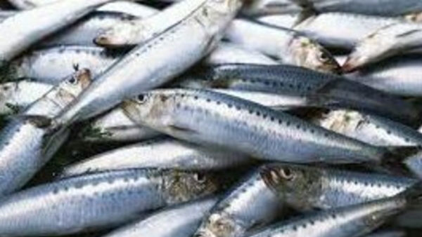 Do you know Super Health Benefits of Mathi Fish and Mathi Fish is the Fantastic uses for Diabetics Pregnant Women Do you know Super Health Benefits of Mathi Fish and Mathi Fish is the Fantastic uses for Diabetics Pregnant Women
