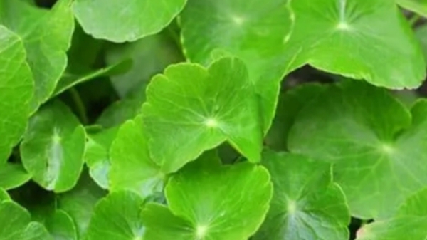 Do you know the Amazing Health Uses of Vallarai Powder and Vallarai Keerai is the Super Medicine for Skin Diseases