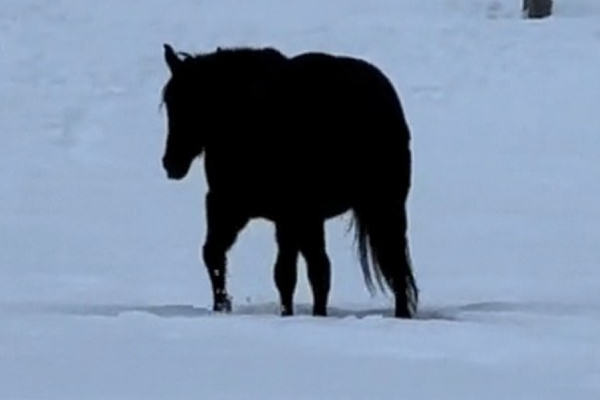 Optical Illusion this horse is coming or going Can you Find out the answer