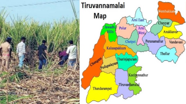 Tiruvannamalai Heart Breaking incident in Radhapuram and Do you know who is this woman in Sugarcane Plantation
