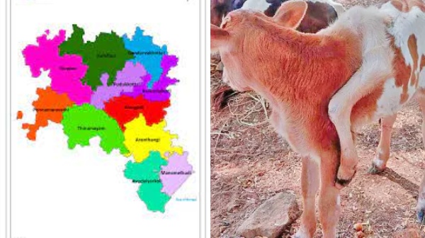 Pudukkottai Innovative Incident and calf born with 6 legs near pudukkottai what happened actually Pudukkottai Innovative Incident and calf born with 6 legs near pudukkottai what happened actually
