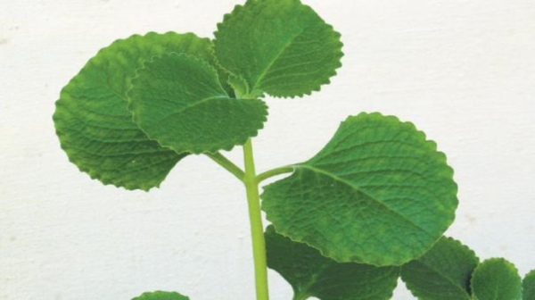 Do you know the Amazing Medicinal Uses of Omavalli Leaf and Omavalli Leaves Kashayam is the Super Drink for Cold Do you know the Amazing Medicinal Uses of Omavalli Leaf and Omavalli Leaves Kashayam is the Super Drink for Cold