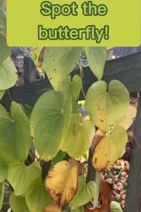 Optical Illusion Spot the butterfly in Betel leaf plant