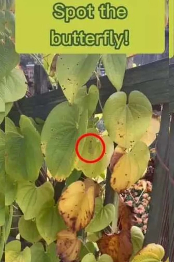 Optical Illusion Spot the butterfly in Betel leaf plant