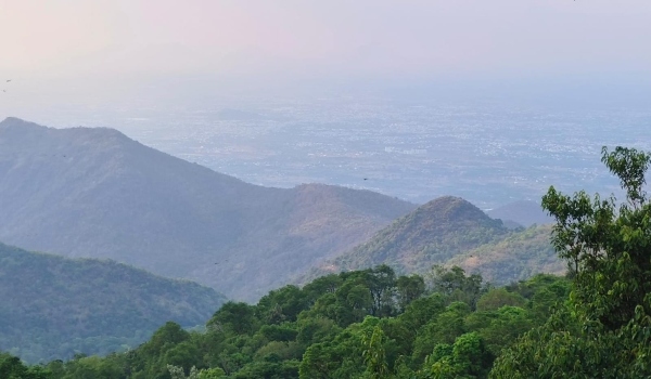 Sandalwood trees were cut and smuggled in Dindigul Sirumalai on the occasion of full moon day