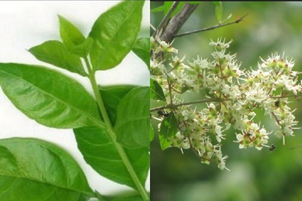 Super Health Uses of Henna Flowers and Maruthani Flower Oil is the Best Medicine for Skin disease