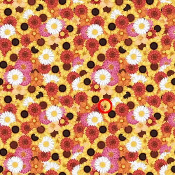 Find the honey bee which is drinking honey from the flowers