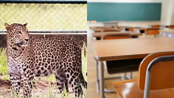 Tomorrow will be a holiday for 7 schools at Koranad area in Mayiladuthurai due to leopard roaming