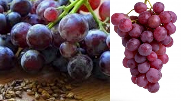 Paneer Grapes fight against Cancer Cells and Black Grapes is the Excellent Medicine for all