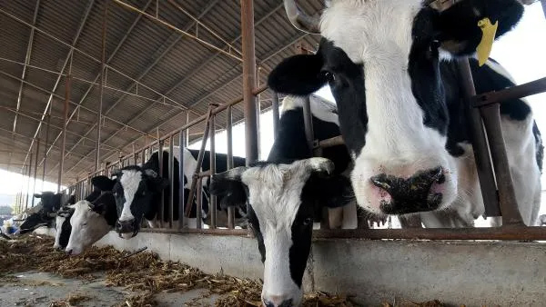 'சூப்பர் கவ்ஸ்' மாடுகள் 