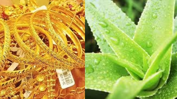 Health Benefits of Aloe vera and Do you know the Amazing Vastu tips of aloe vera plant in home Health Benefits of Aloe vera and Do you know the Amazing Vastu tips of aloe vera plant in home