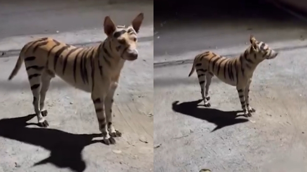 An investigation into the people who dressed up a dog like tiger in Puducherry