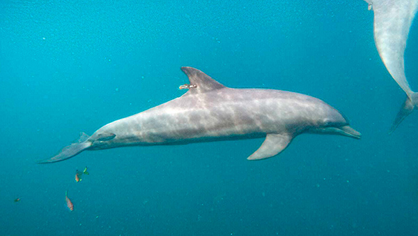  செந்நிறம்