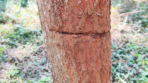 Sandalwood trees were cut and smuggled in Dindigul Sirumalai on the occasion of full moon day