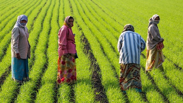 Organic Farming - Casteism Dr Ganesan who lives in Japan posted a Twitter post