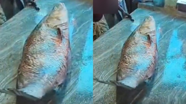 Kooral Fish costs Rs 1 87 lakhs per 1 fish in Tanjore