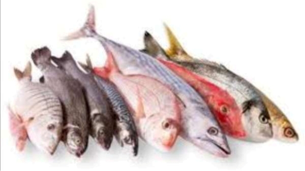 Excellent Health Benefits of Mural Fish and Which Fish is the Best for Diabetes Can eat Sankara Fish