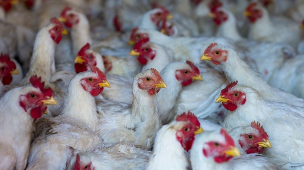 Doctors have explained whether bird flu can be spread by eating chicken