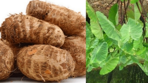 Do you know who can eat Seppankizhangu and Amazing Health Nutrients in Taro Root Best Medicine for Weight Loss