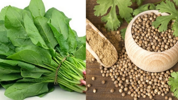 Super Medicinal Uses of Kasini Keerai and what are the Best Home Remedies to cure White Discharge to avoid Cancer Super Medicinal Uses of Kasini Keerai and what are the Best Home Remedies to cure White Discharge to avoid Cancer