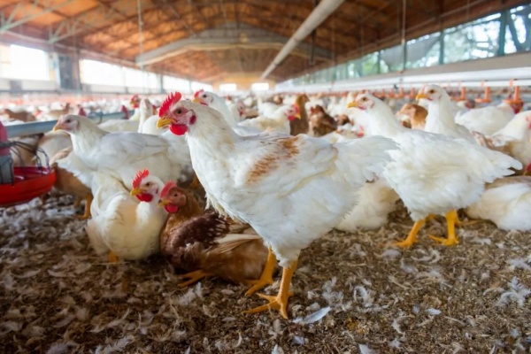 Central govt releases new warning about bird flu cases in India
