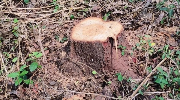 Sandalwood trees were cut and smuggled in Dindigul Sirumalai on the occasion of full moon day