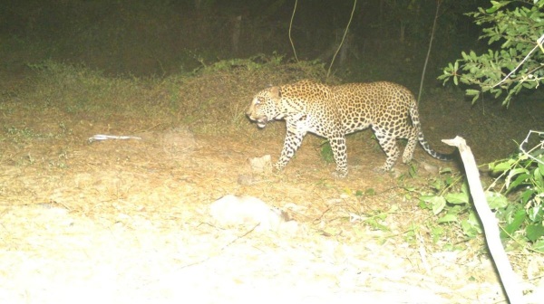 What is the current location of leopard found in Mayiladuthurai