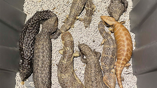 Why Pakistan Men Turn to Aphrodisiac Lizard Oil for Stamina in Bed