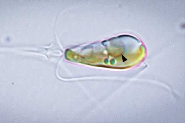 Two life forms merge into one organism in a phenomenon that occurs once in a billion years Two life forms merge into one organism in a phenomenon that occurs once in a billion years