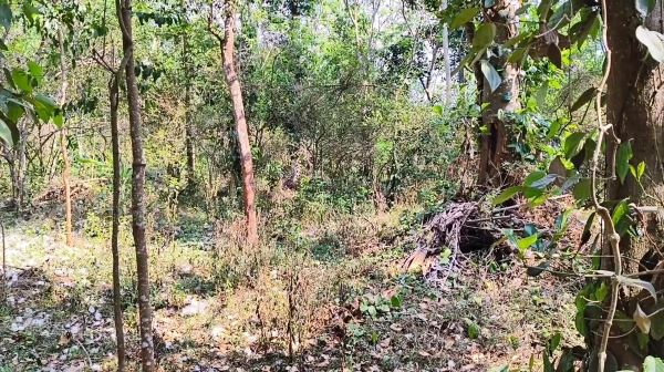 Sandalwood trees were cut and smuggled in Dindigul Sirumalai on the occasion of full moon day
