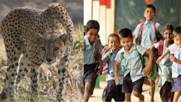 Mayiladuthurai Dist Collector Announces leave for Private School due to cheetah threat Mayiladuthurai Dist Collector Announces leave for Private School due to cheetah threat