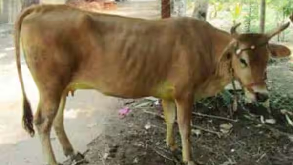 Did Hindu front slams Self Help Group and strongly condemns temple cows in slaughterhouses Did Hindu front slams Self Help Group and strongly condemns temple cows in slaughterhouses