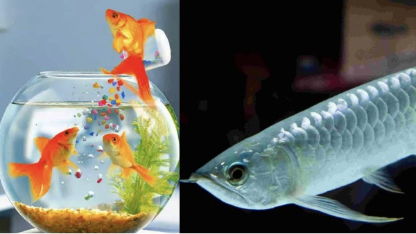 Amazing Health Benefits of having fish tank at home and Do you know Aquariums bring good luck by Vastu Tips