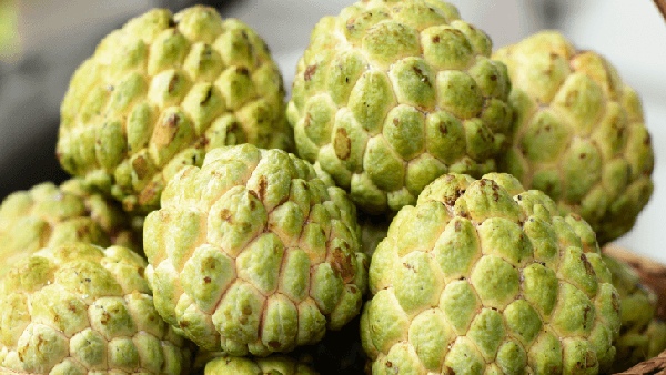 Does eating Custard Apple increase Body weight and what are the Super Health Uses of Custard apple Fruits