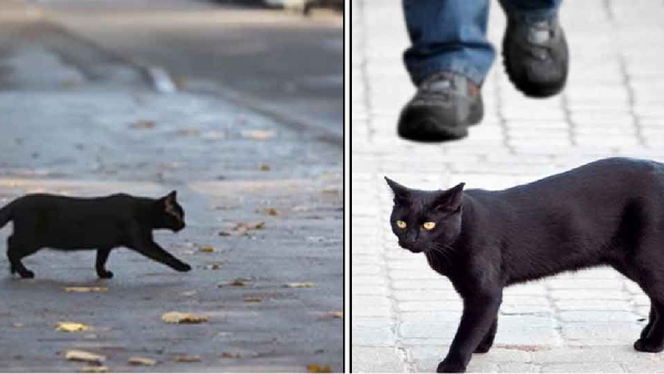 What is the story behind cat running across or cat sagunam