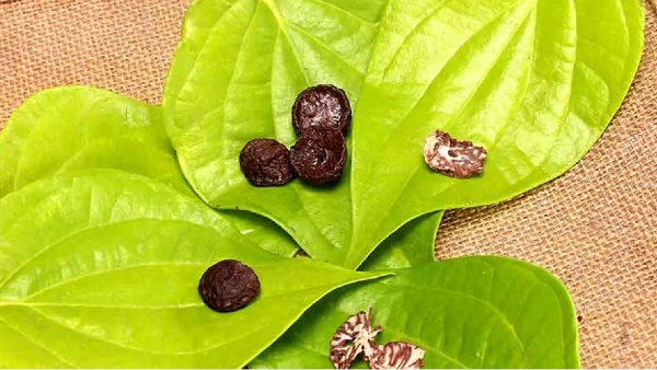 Best Medicinal Uses of Betel Leaves and Do you know Betel leaves strengthen the body organs including the spleen