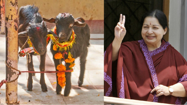 Jayalalitha banning goats from being slaughtered in Tamil Nadu temples and later retracted it