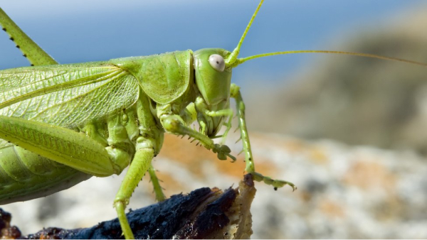 When will cancer medicine be discovered in India and what did Panchangam say about Politics Economics bat