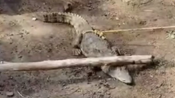 Tanjore Kollidam River and 3 feet lengthy crocodile found in Thanjavur Gandhiraj House