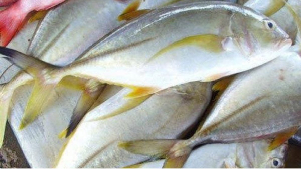 Amazing Health Benefits of Thengai Paarai Fish and Paarai Fish is the Super Medicine for Bone Strength