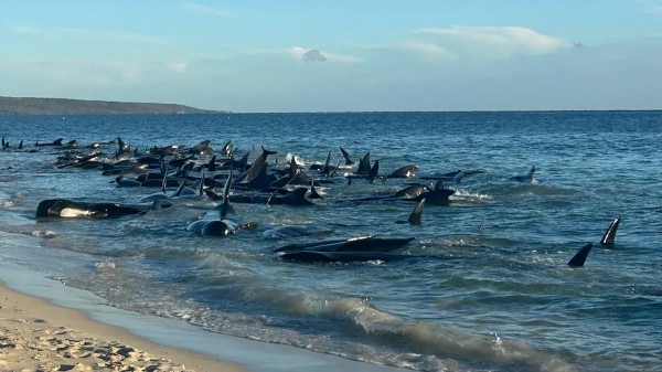 130 whales rescued from mass beach stranding in Australia