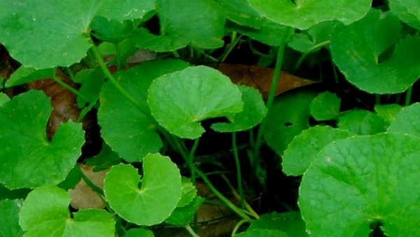 Amazing Health Benefits of Vallarai Keerai and Do you know what are the Best Uses of Vallarai Leaves Powder